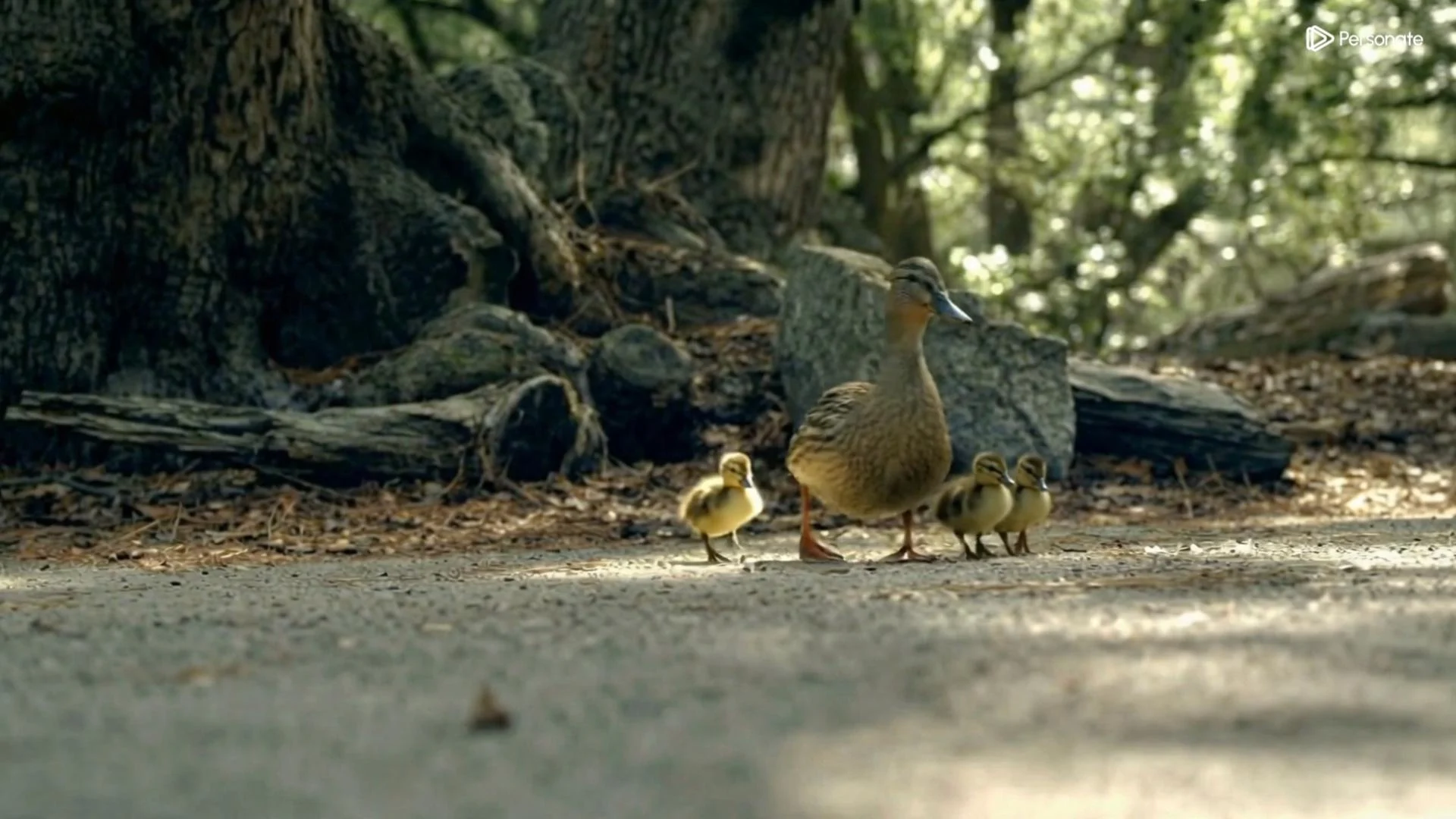 Online Course Promo Video